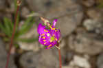 Limestone fameflower